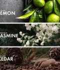 Citrus Bergamot - Image 4
