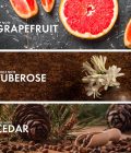 Citrus Grapefruit - Image 4