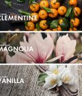 Floral Clementine - Image 4