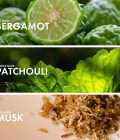 Fruity Bergamot - Image 4