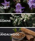 Powdery Violet - Image 4