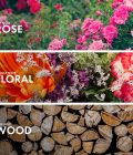 Woody Rose - Image 4