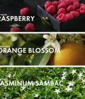 Raspberry Jasmine - Image 4