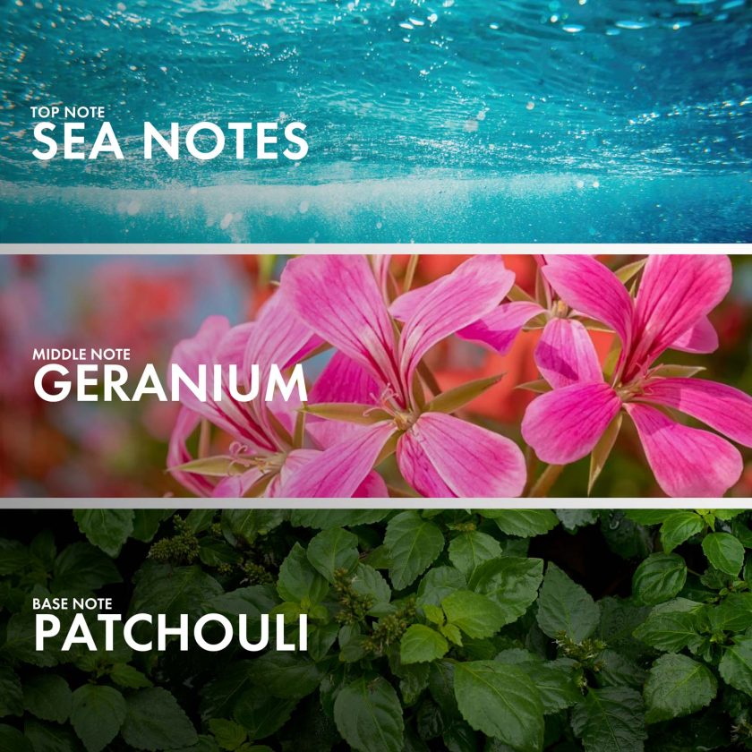 Aromatic Geranium - Image 4