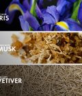 Powdery Vetiver - Image 4