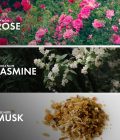 Rosy Musk - Image 4